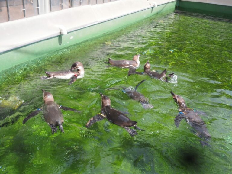 小さいけれどなんかいい、姫路観光の穴場「姫路市立水族館」